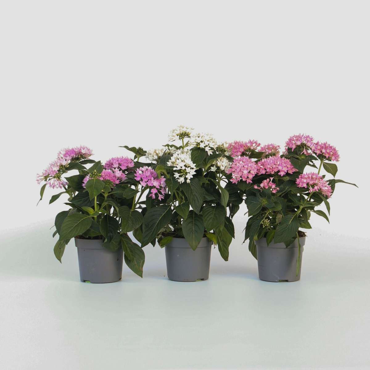 Blooming Houseplants Starcluster Mix - Set Om 3 - Pentas Lanceolata - Höjd 25-45Cm - ⌀13Cm