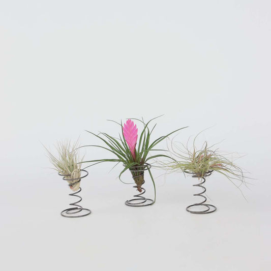 Florastore Luftväxt - Set Om 3 - Tillandsia - Höjd 5-15Cm - ⌀5Cm