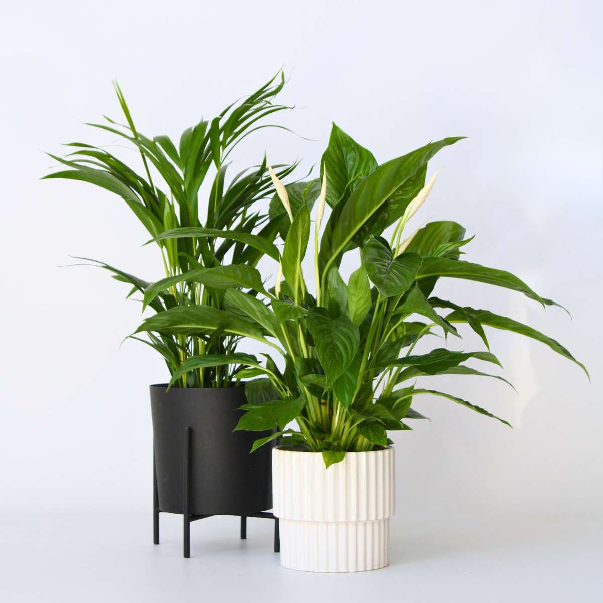 Florastore Grön Duo - Set Om 2 - Spathiphyllum, Dypsis - Höjd 60-75Cm - ⌀17Cm
