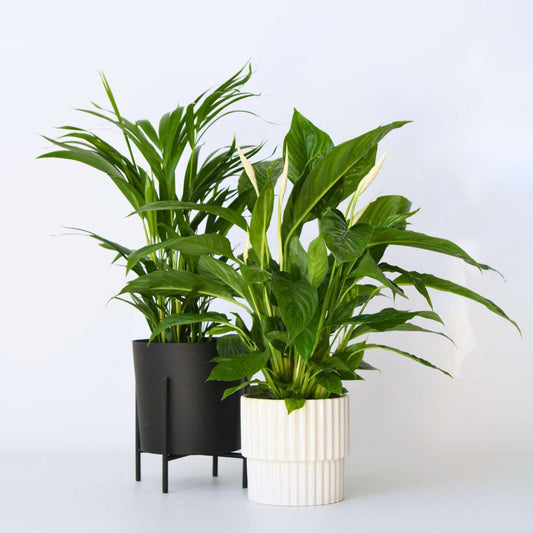 Florastore Grön Duo - Set Om 2 - Spathiphyllum, Dypsis - Höjd 60-75Cm - ⌀17Cm