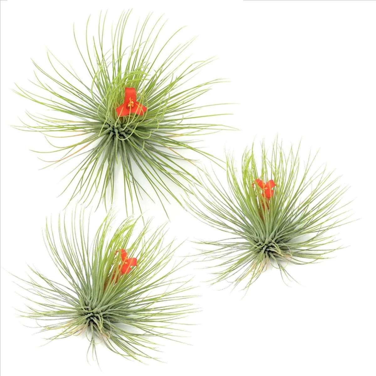 Tillandsia Luftväxt - Set Om 3 - Tillandsia 'Andreana' - Höjd 5-15Cm - ⌀5Cm