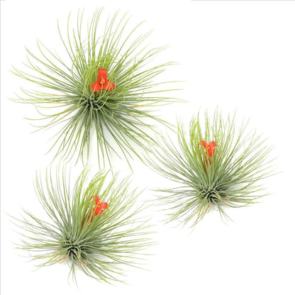 Tillandsia Luftväxt - Set Om 3 - Tillandsia 'Andreana' - Höjd 5-15Cm - ⌀5Cm