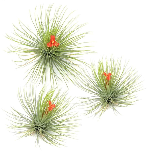 Tillandsia Luftväxt - Set Om 3 - Tillandsia 'Andreana' - Höjd 5-15Cm - ⌀5Cm