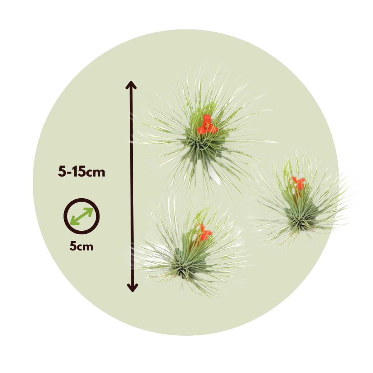 Tillandsia Luftväxt - Set Om 3 - Tillandsia 'Andreana' - Höjd 5-15Cm - ⌀5Cm