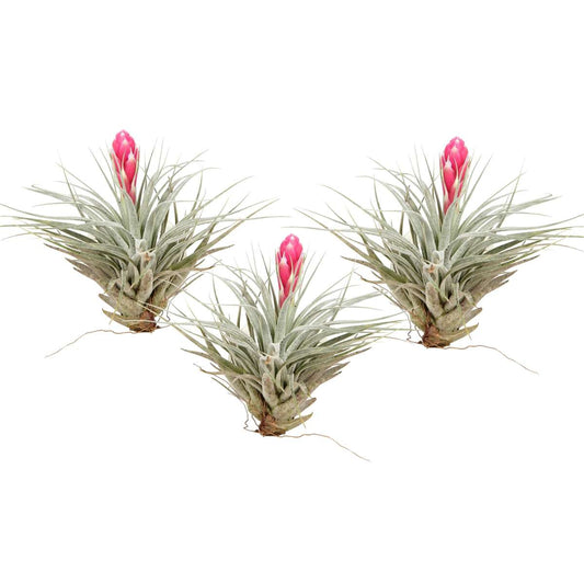 Florastore Luftväxt - Set Om 3 - Tillandsia 'Cotton Candy' - Höjd 5-15Cm - ⌀5Cm