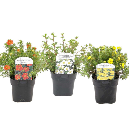 Florastore Häggbär Mix - Set Om 3 - Potentilla Fruticosa - Höjd 20-30Cm - ⌀17Cm