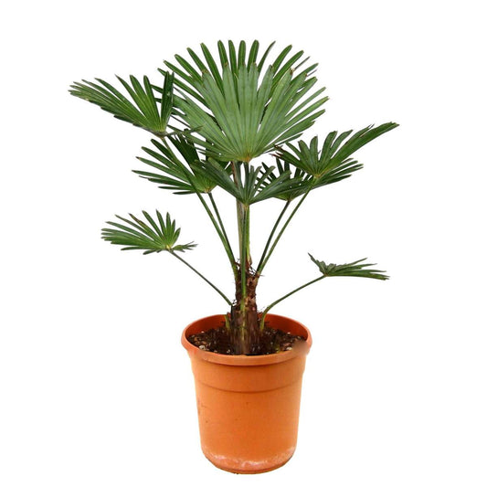 Florastore Väderkvarnspalm - Trachycarpus 'Wagnerianus' - Höjd 55-65Cm - ⌀24Cm