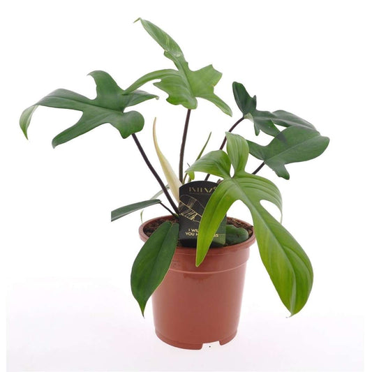 Florastore Filodendron - Philodendron 'Florida Green' - Höjd 40-50Cm - ⌀17Cm