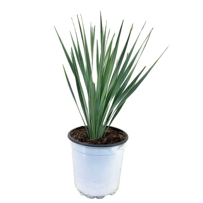 Garden Palms Palmlilja - Yucca Rostrata - Höjd 35-45Cm - ⌀17Cm