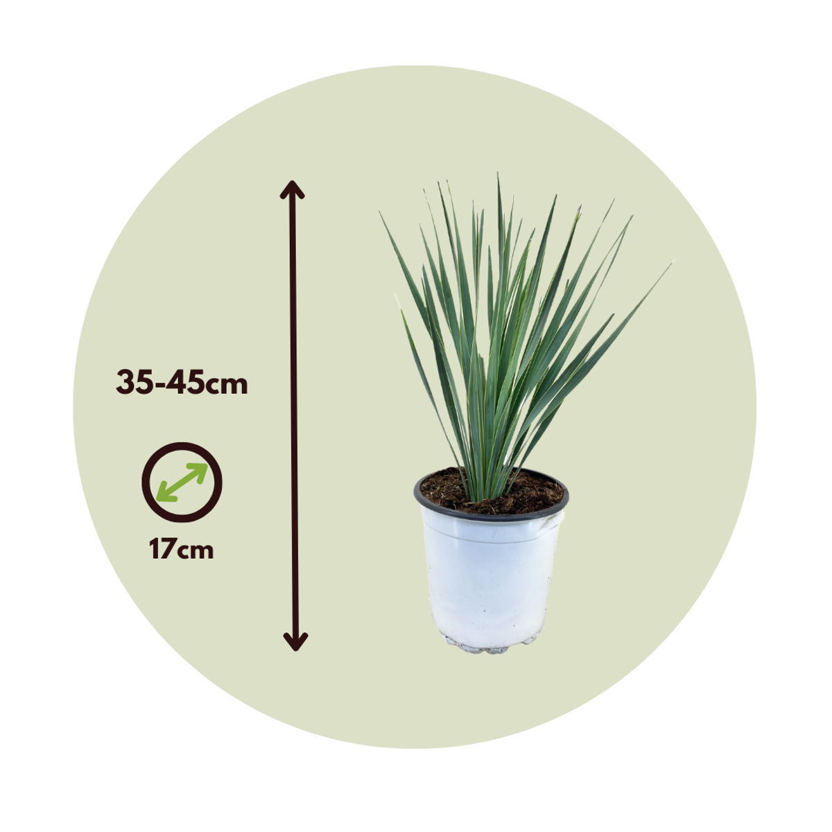 Garden Palms Palmlilja - Yucca Rostrata - Höjd 35-45Cm - ⌀17Cm