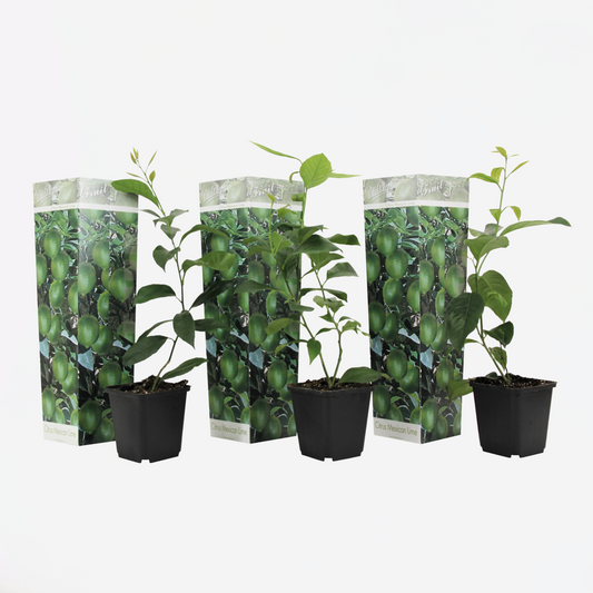 Fruit Trees Kalk Träd Citrus - Set Om 3 - Citrus Aurantifolia - Höjd 25-40Cm - ⌀9Cm