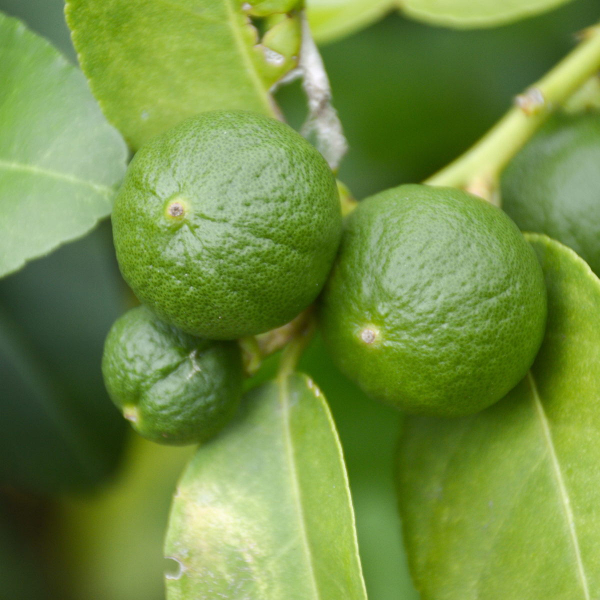 Fruit Trees Kalk Träd Citrus - Set Om 3 - Citrus Aurantifolia - Höjd 25-40Cm - ⌀9Cm