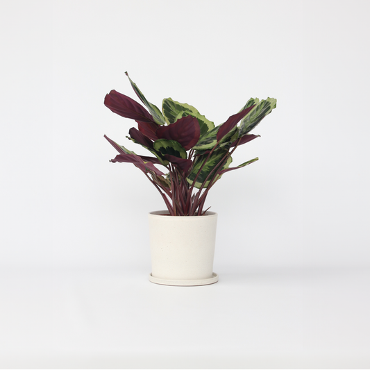 Calathea Påfågelväxt - Kalatea - Calathea 'Marion' - Höjd 60-70Cm - ⌀21Cm