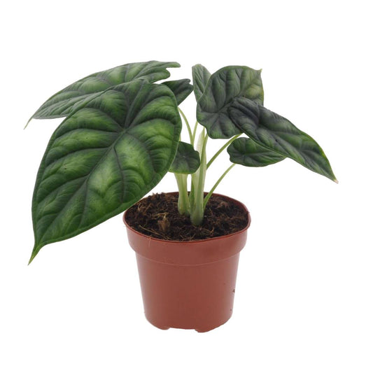 Florastore Alokasia - Alocasia 'Dragon Scale' - Höjd 30-40Cm - ⌀12Cm