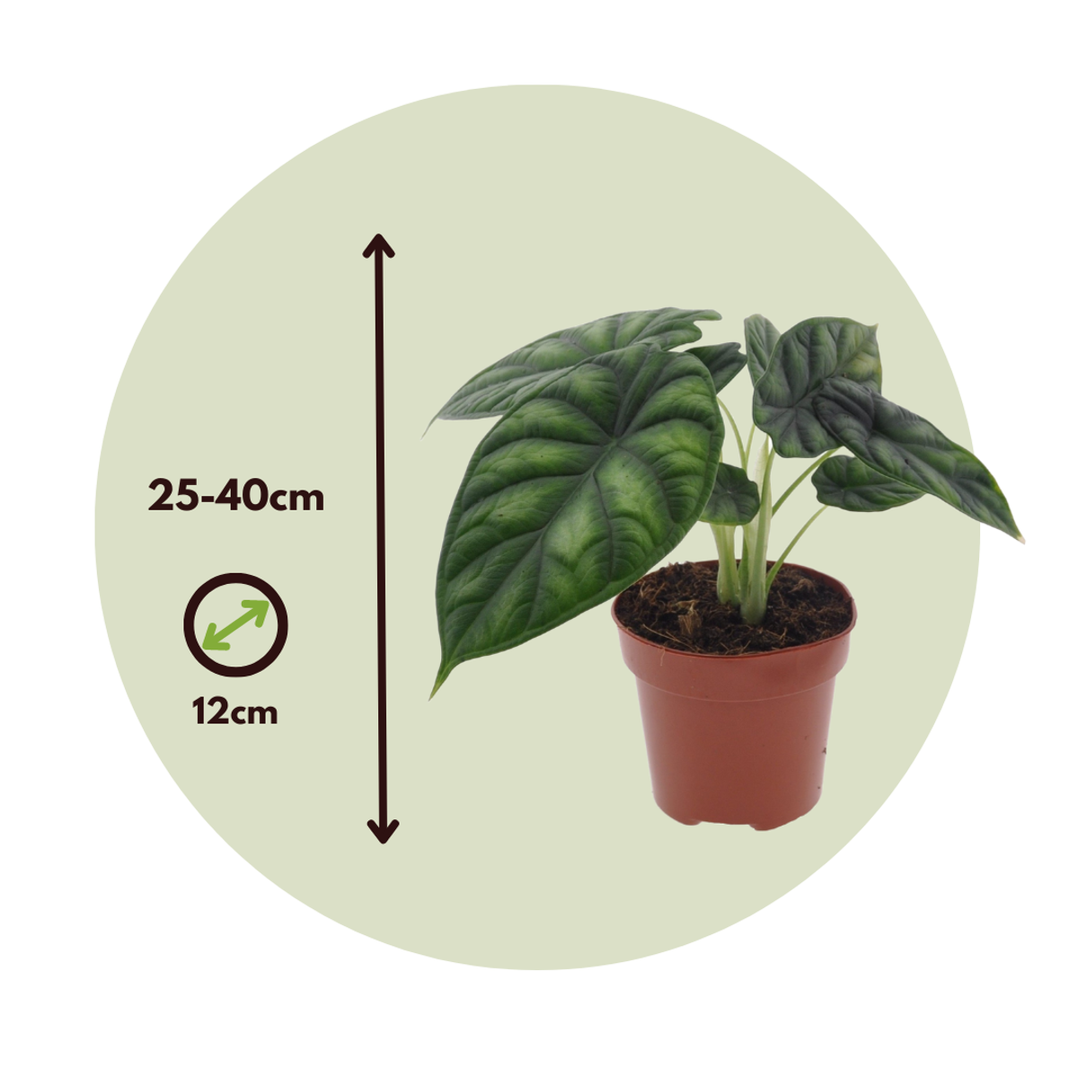 Alocasia Alokasia - Alocasia 'Dragon Scale' - Höjd 30-40Cm - ⌀12Cm