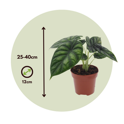 Alocasia Alokasia - Alocasia 'Dragon Scale' - Höjd 30-40Cm - ⌀12Cm