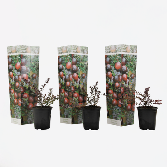 Florastore Tranbär - Set Om 3 - Vaccinium Macrocarpon 'Cranberry' - Höjd 10-20Cm - ⌀9Cm
