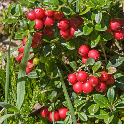 Fruit Trees Tranbär - Set Om 3 - Vaccinium Macrocarpon 'Cranberry' - Höjd 10-20Cm - ⌀9Cm