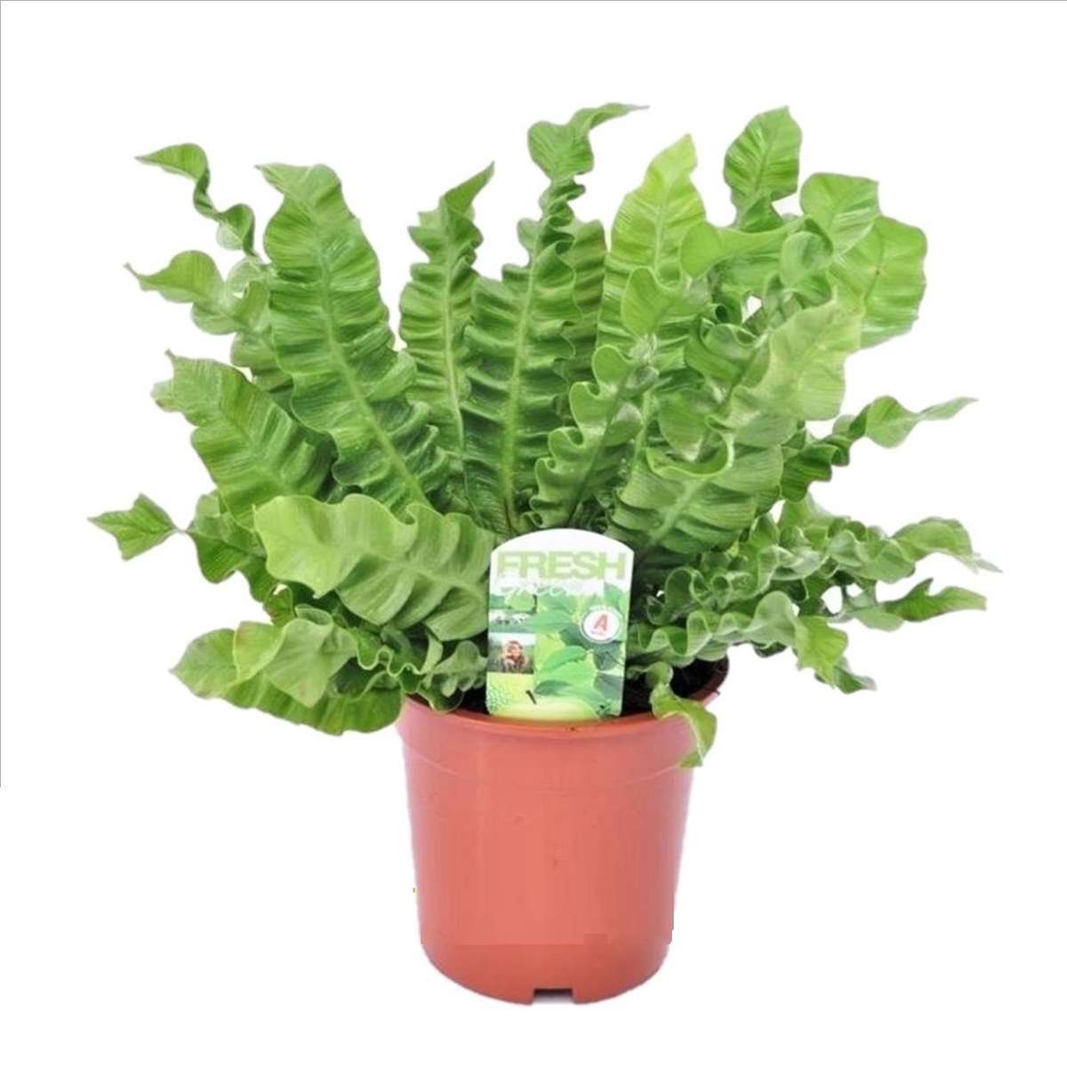 Florastore Fågelbobräken - Asplenium Nidus 'Crispy Wave' - Höjd 40-50Cm - ⌀17Cm