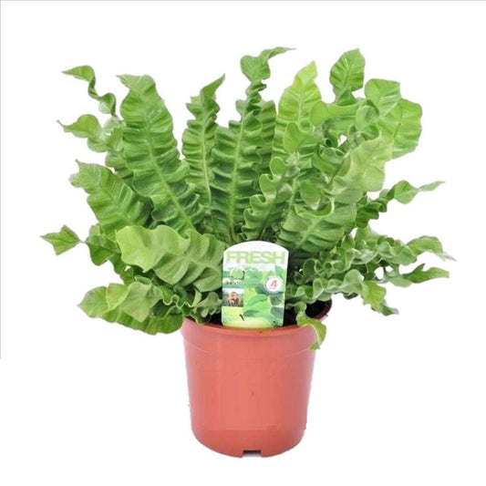 Florastore Fågelbobräken - Asplenium Nidus 'Crispy Wave' - Höjd 40-50Cm - ⌀17Cm