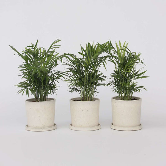 Florastore Bergpalm - Set Om 3 - Chamaedorea Elegans - Höjd 30-40Cm - ⌀12Cm