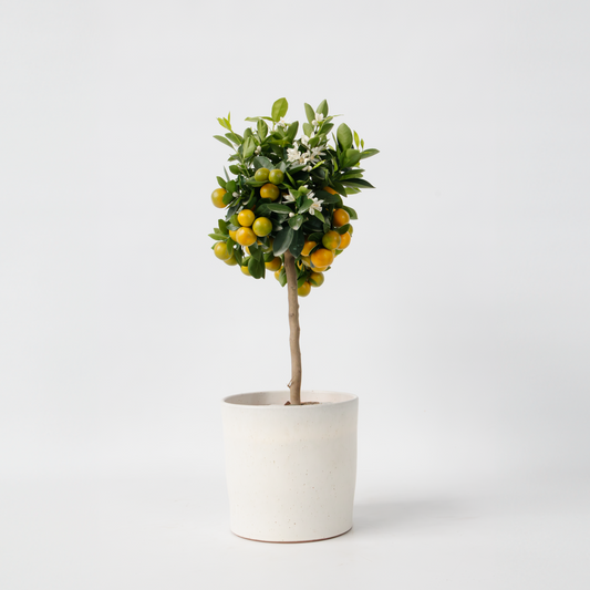 Florastore Apelsinträd - Citrus Mitis 'Calamondin' - Höjd 55-65Cm - ⌀19Cm