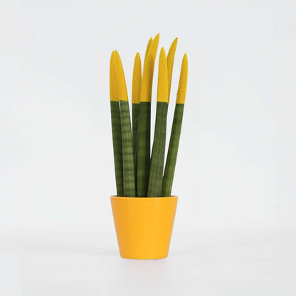 Sansevieria Cylindrisk Svärmorstunga - Sansevieria Cylindrica - Höjd 20-40Cm - ⌀9Cm