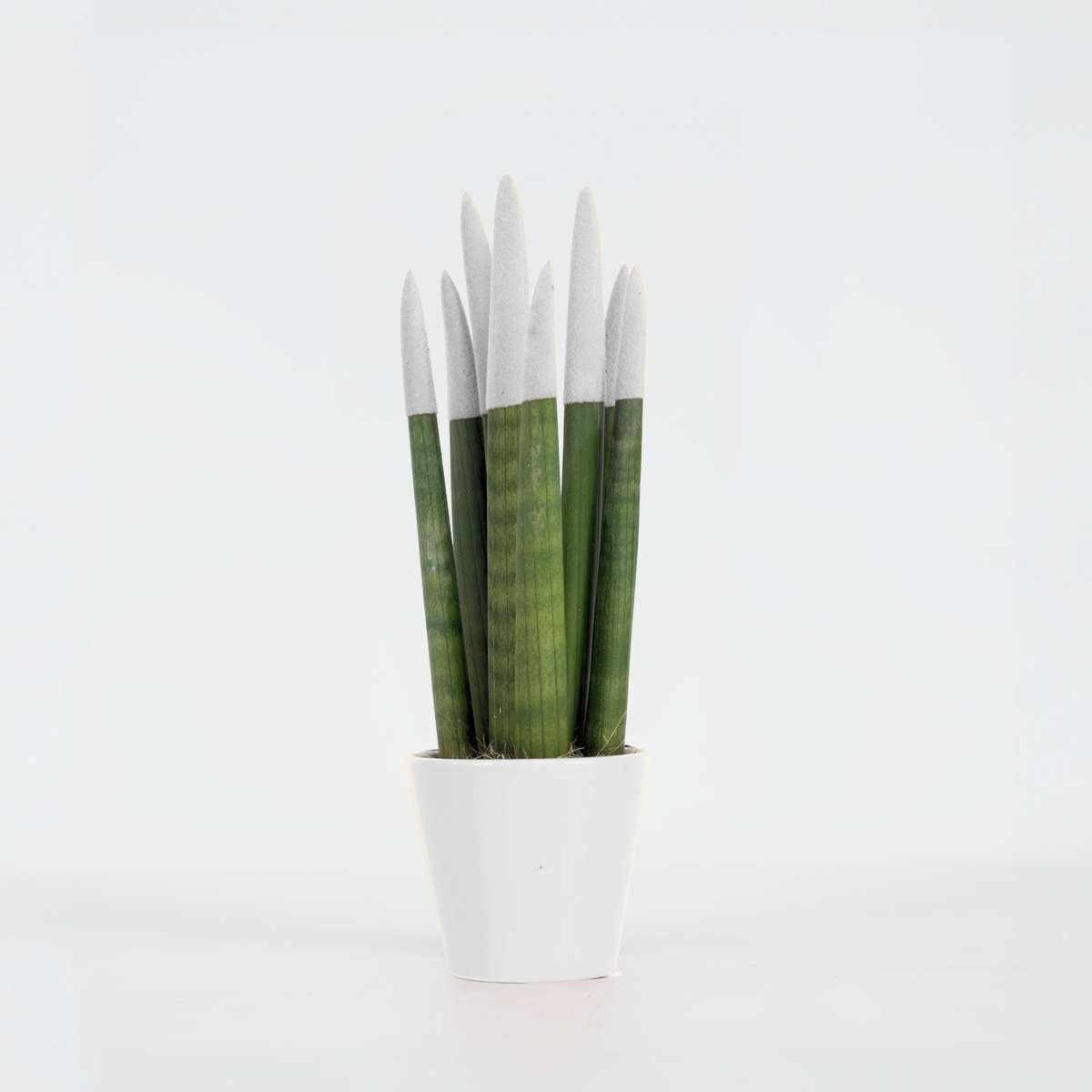 Sansevieria Cylindrisk Svärmorstunga - Sansevieria Cylindrica - Höjd 20-40Cm - ⌀9Cm
