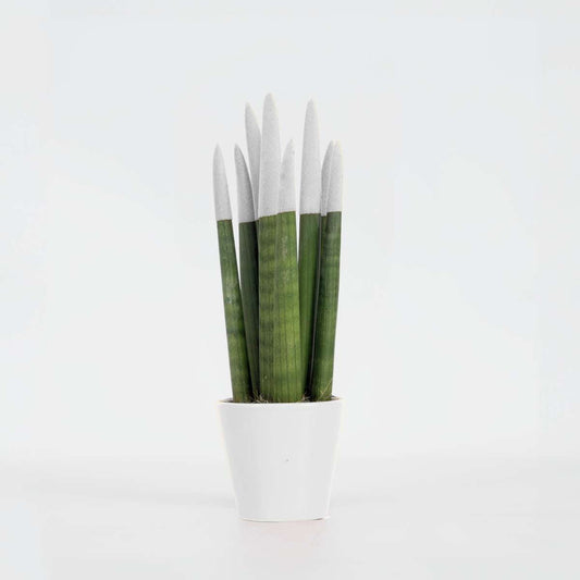 Sansevieria Cylindrisk Svärmorstunga - Sansevieria Cylindrica - Höjd 20-40Cm - ⌀9Cm