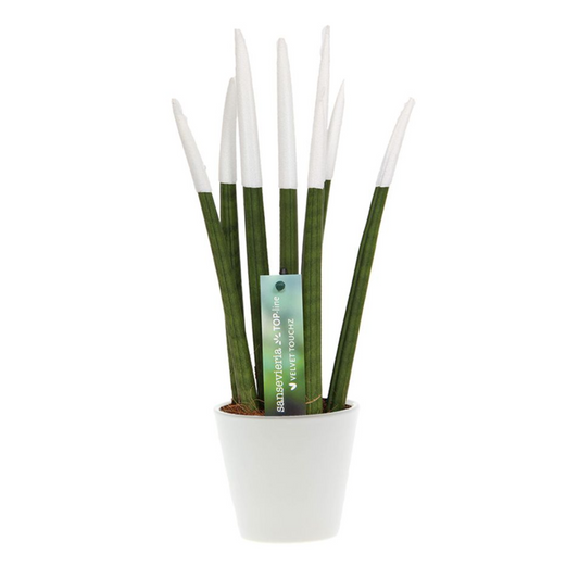 Florastore Cylindrisk Svärmorstunga - Sansevieria Cylindrica - Höjd 20-40Cm - ⌀9Cm