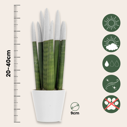 Sansevieria Cylindrisk Svärmorstunga - Sansevieria Cylindrica - Höjd 20-40Cm - ⌀9Cm