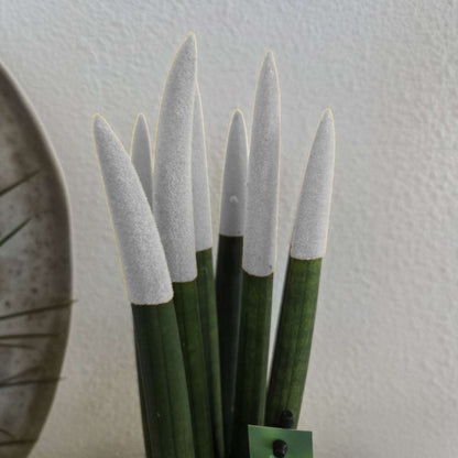 Sansevieria Cylindrisk Svärmorstunga - Sansevieria Cylindrica - Höjd 20-40Cm - ⌀9Cm
