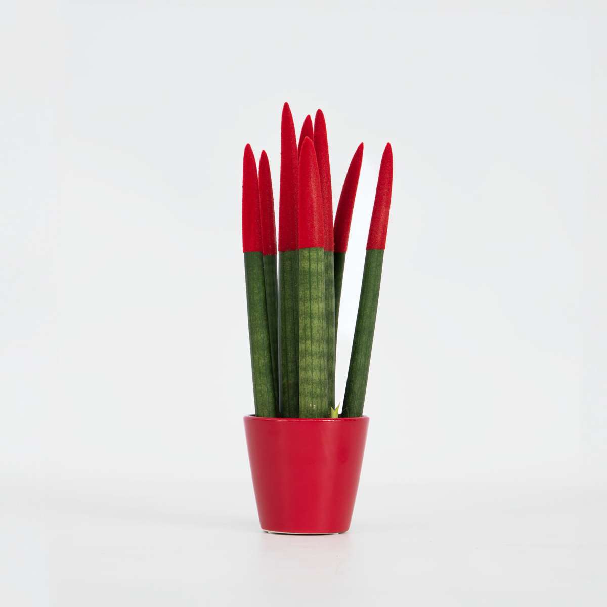 Sansevieria Cylindrisk Svärmorstunga - Sansevieria Cylindrica - Höjd 20-40Cm - ⌀9Cm