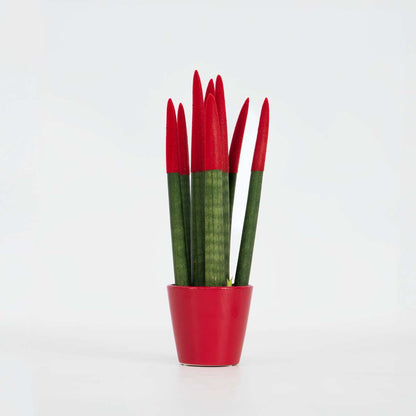 Sansevieria Cylindrisk Svärmorstunga - Sansevieria Cylindrica - Höjd 20-40Cm - ⌀9Cm