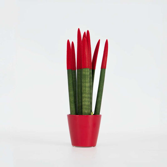 Sansevieria Cylindrisk Svärmorstunga - Sansevieria Cylindrica - Höjd 20-40Cm - ⌀9Cm