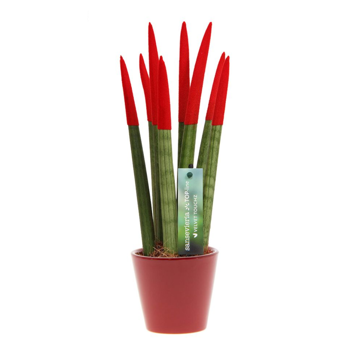 Florastore Cylindrisk Svärmorstunga - Sansevieria Cylindrica - Höjd 20-40Cm - ⌀9Cm