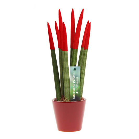 Florastore Cylindrisk Svärmorstunga - Sansevieria Cylindrica - Höjd 20-40Cm - ⌀9Cm