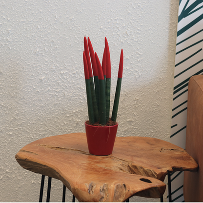 Sansevieria Cylindrisk Svärmorstunga - Sansevieria Cylindrica - Höjd 20-40Cm - ⌀9Cm