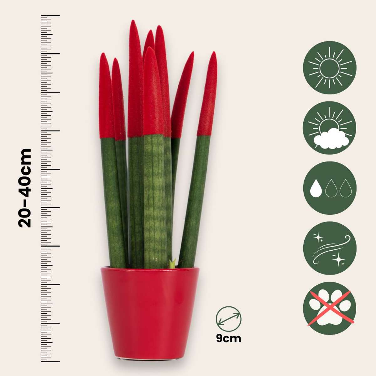 Sansevieria Cylindrisk Svärmorstunga - Sansevieria Cylindrica - Höjd 20-40Cm - ⌀9Cm