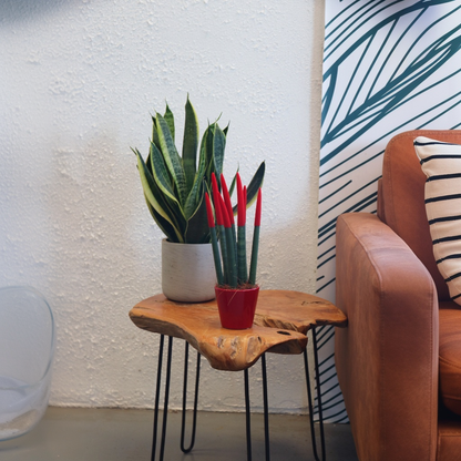 Sansevieria Cylindrisk Svärmorstunga - Sansevieria Cylindrica - Höjd 20-40Cm - ⌀9Cm