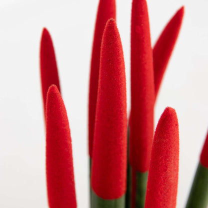 Sansevieria Cylindrisk Svärmorstunga - Sansevieria Cylindrica - Höjd 20-40Cm - ⌀9Cm