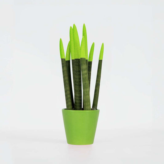 Sansevieria Cylindrisk Svärmorstunga - Sansevieria Cylindrica - Höjd 20-40Cm - ⌀9Cm