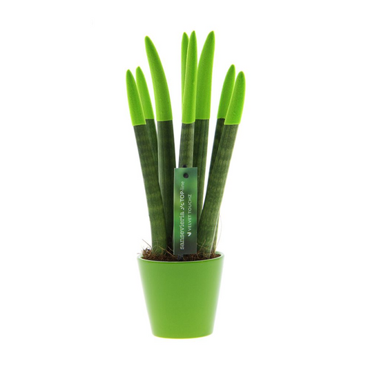Florastore Cylindrisk Svärmorstunga - Sansevieria Cylindrica - Höjd 20-40Cm - ⌀9Cm