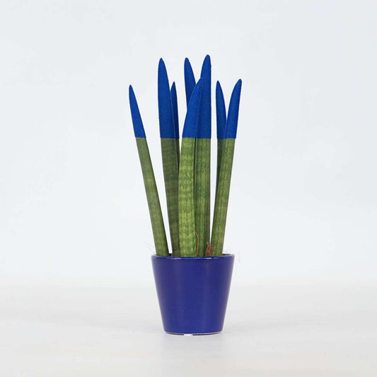 Sansevieria Cylindrisk Svärmorstunga - Sansevieria Cylindrica - Höjd 20-40Cm - ⌀9Cm