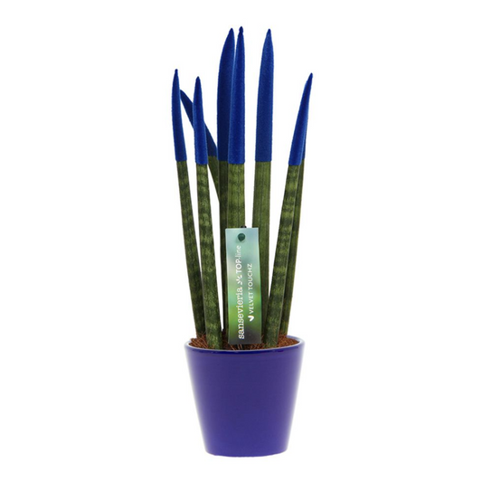 Florastore Cylindrisk Svärmorstunga - Sansevieria Cylindrica - Höjd 20-40Cm - ⌀9Cm