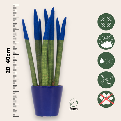 Sansevieria Cylindrisk Svärmorstunga - Sansevieria Cylindrica - Höjd 20-40Cm - ⌀9Cm
