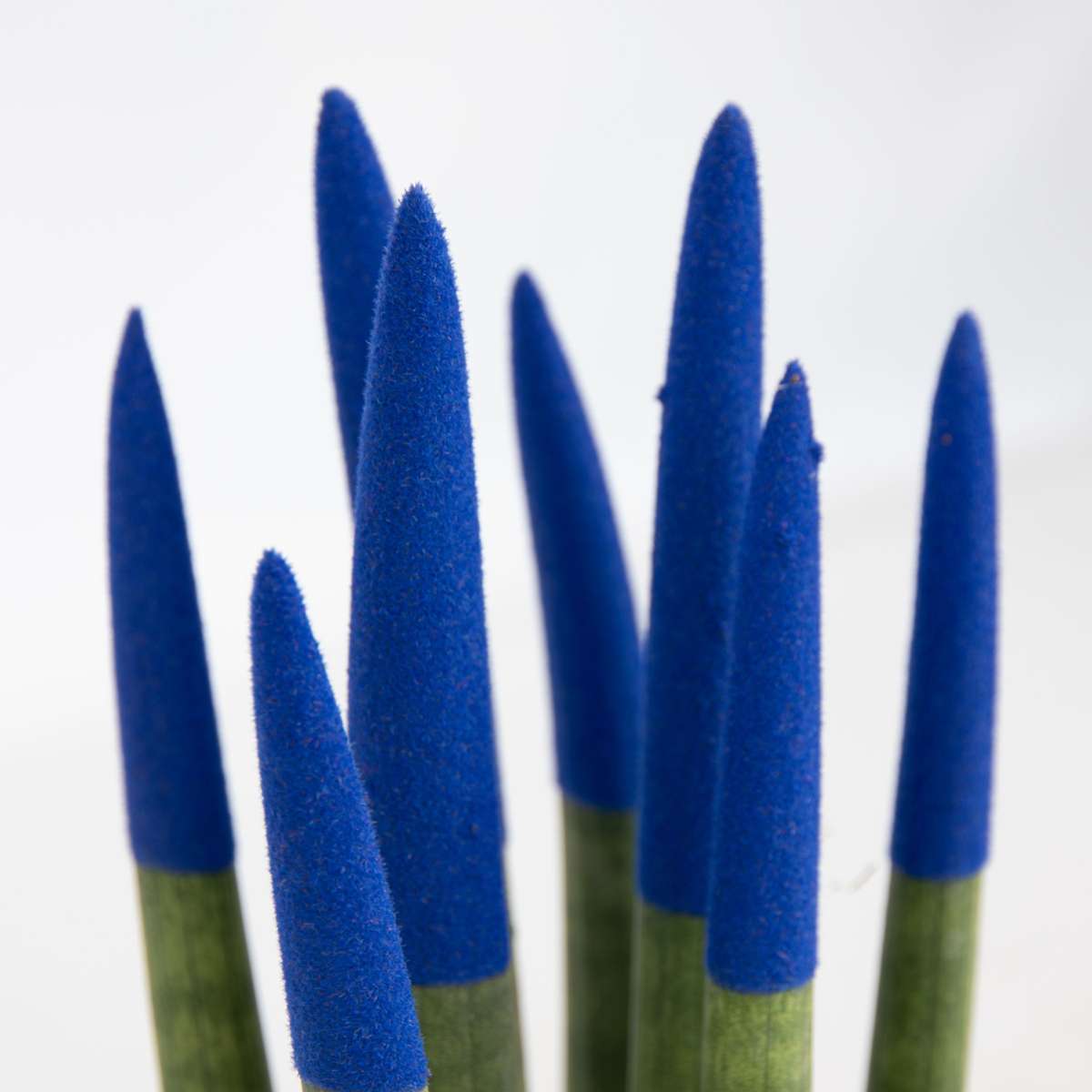 Sansevieria Cylindrisk Svärmorstunga - Sansevieria Cylindrica - Höjd 20-40Cm - ⌀9Cm