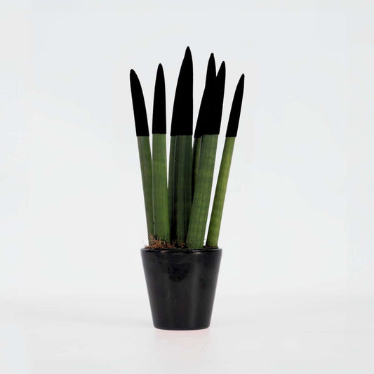Sansevieria Cylindrisk Svärmorstunga - Sansevieria Cylindrica - Höjd 20-40Cm - ⌀9Cm