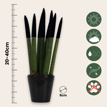 Sansevieria Cylindrisk Svärmorstunga - Sansevieria Cylindrica - Höjd 20-40Cm - ⌀9Cm