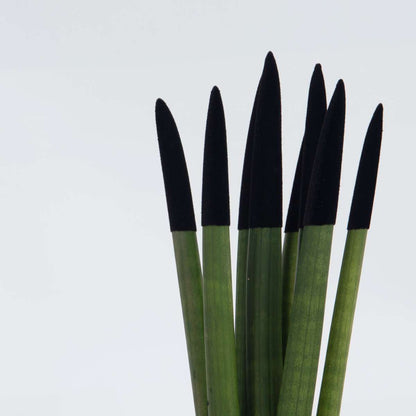 Sansevieria Cylindrisk Svärmorstunga - Sansevieria Cylindrica - Höjd 20-40Cm - ⌀9Cm